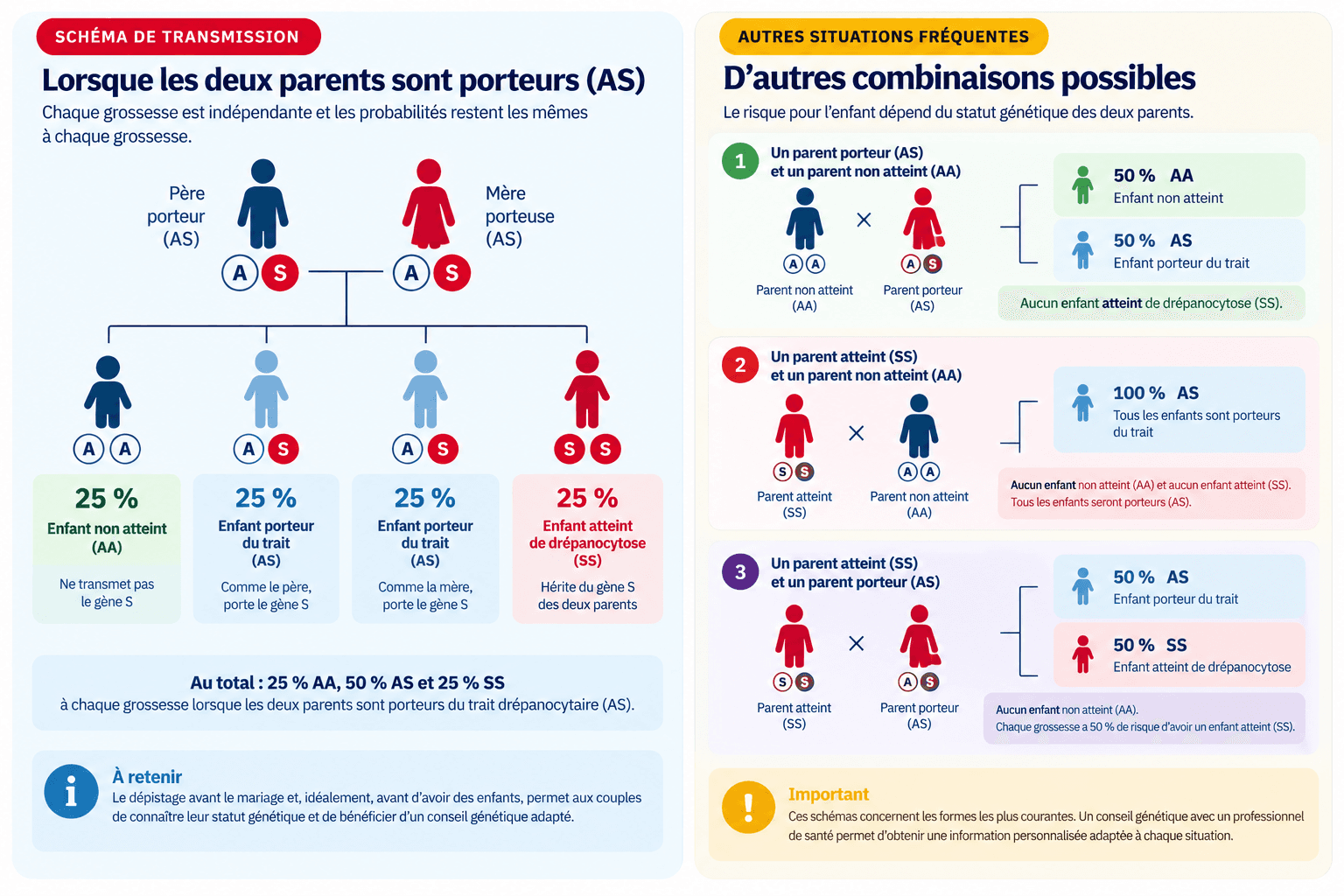 Infographie pédagogique sur la transmission de la drépanocytose : AS × AS, AA × AS, AA × SS et AS × SS